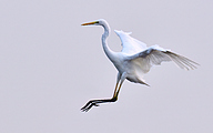 02 Great White Egret (Ardea alba)